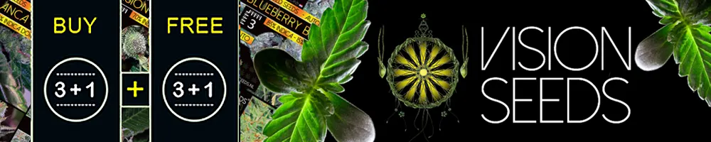 promoción vision seeds 3+1